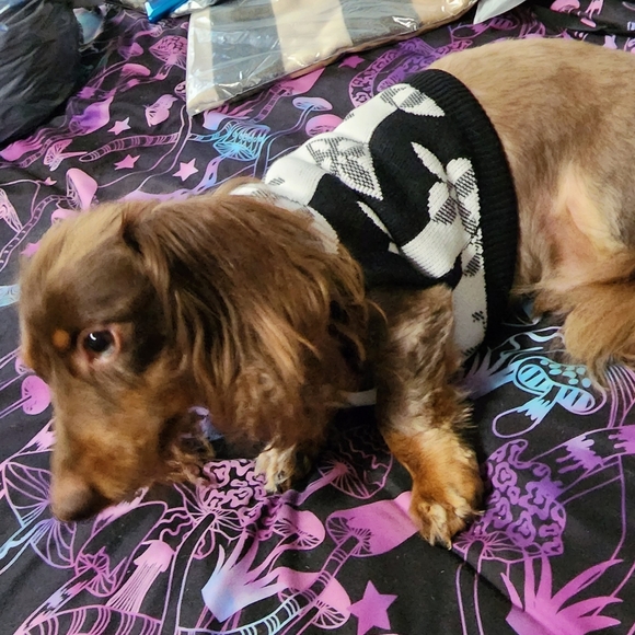 New Louisvuitton Dog Sweater 🐕❤️ - Picture 13 of 14